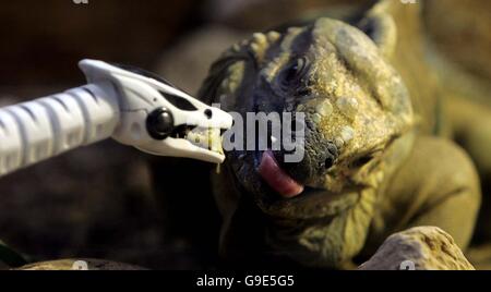 Un Rhinoceros Iguana avec un Roboreptile au zoo de Londres.Un Rhinoceros Iguana avec un Roboreptile au zoo de Londres. Banque D'Images