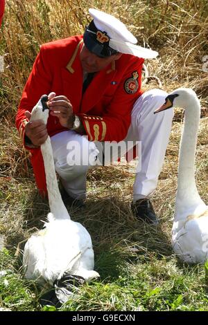 Le Swan Queen's marker inspecte une paire de cygnes, au cours de la première journée de "surenchère wan', sur la rivière Thames, dans le Surrey, le lundi 17 juillet 2006. Le chef traditionnel de compter le nouveau logo les3s date du 12ème siècle, pour assurer l'Soveriegn's swan population est maintenue.. Banque D'Images