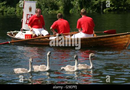 Les jeunes cygnes nager par un bateau, au cours de la première journée de "surenchère wan', sur la rivière Thames, dans le Surrey, le lundi 17 juillet 2006. Le chef traditionnel de compter le nouveau logo les3s date du 12ème siècle, pour assurer l'Soveriegn's swan population est maintenue.. Banque D'Images