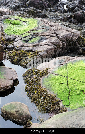 L'algue verte couvre une pointe de granit rose à marée basse à Seal Harbor, Maine. Banque D'Images