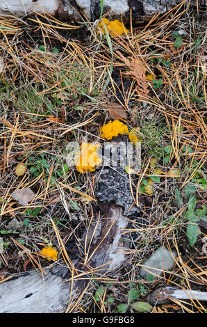 Gelée d'Orange champignon (Dacrymyces palmatus) poussant sur les racines d'un pin (Pinus rigida) dans la région de Seal Harbor, Maine. Banque D'Images