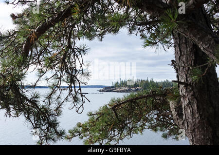 Les branches d'un pin sur le châssis de Seal Harbor, Maine. Banque D'Images