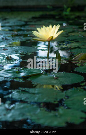 Un carton jaune au milieu de lilly lilly pads Banque D'Images