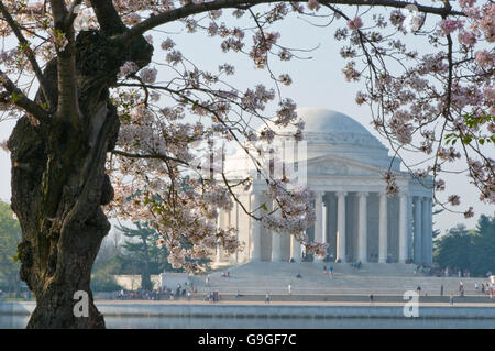 Arbre tordu tronc d'un cherry blossom tree avec le Lincoln Memorial en arrière-plan. Banque D'Images