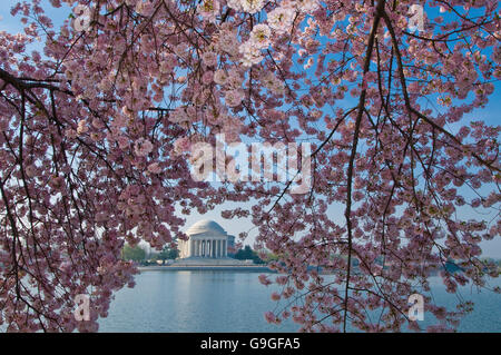 Vue sur le Jefferson Memorial au cours de la National Cherry Blossom Festival Banque D'Images