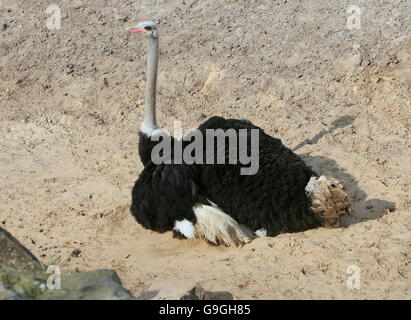 Autruche africaine commune mâle (Struthio camelus) prenant un bain de sable Banque D'Images