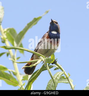 Mâles de la chouette blanche gorgebleue à miroir (Luscinia svecica cyanecula) posant dans un arbre Banque D'Images