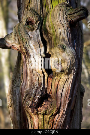 Souche d'Arbre de chêne dans la belle lumière d'hiver sur Cannock Chase AONB Salon de beauté naturelle exceptionnelle dans le Staffordshire England Unite Banque D'Images