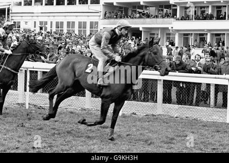 Course de chevaux - Cheltenham - Waterford Crystal Champion obstacle. Broadsabre, monté par Peter Scudamore Banque D'Images