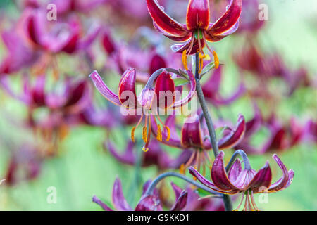 Lilium martagon 'Marhan' Lily, Lys Banque D'Images