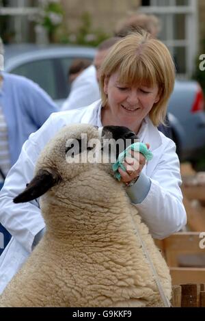 Juste des moutons Masham Banque D'Images