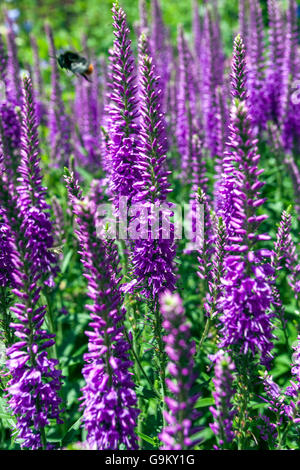 Veronica longifolia Véronique à longues feuilles 'Evelyn' et volant bourdon Banque D'Images