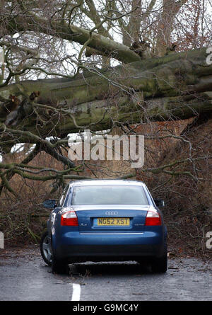 Un arbre bloque la B7026 près d'Auchendinny à la périphérie d'Édimbourg, après le temps houleux et les pluies torrentielles ont causé l'annulation tardive de la plus grande fête Hogmanay d'Écosse hier soir. Banque D'Images