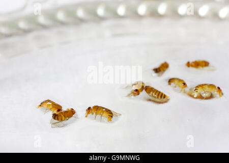 Dead portant des mouches des fruits dans les liquides de vinaigre Banque D'Images