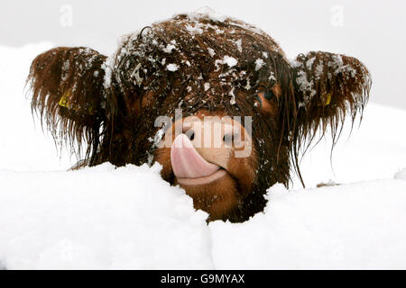 Une jeune vache des Highlands couverte de neige à Carronbridge, près de Denny en Écosse, après une forte chute de neige. Banque D'Images