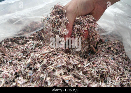 Notes écossaises déchiquetées. L'argent dure normalement deux ans et est trié par une machine qui détermine quand une note est trop endommagée pour rester en circulation. Photo prise au Musée sur la Mound Édimbourg. Banque D'Images