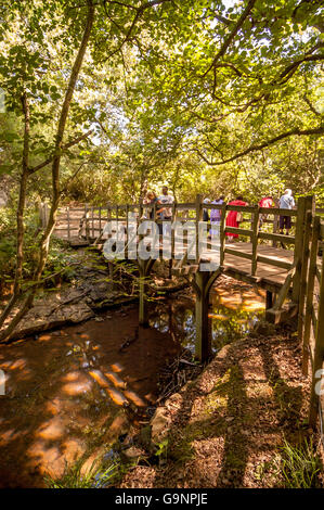 Enfants jouant sur Ourson Pooh Sticks Bridge dans la forêt d'Ashdown. Banque D'Images