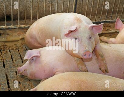 Big pig penché au-dessus de l'arrière d'un autre cochon Banque D'Images