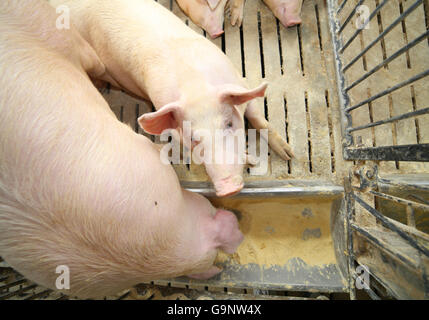 Les porcs et les truies manger gras dans l'élevage de l'élevage de porcs Banque D'Images