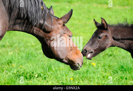 Chevaux Warmblood allemand, mare et poulain / comportement clac-clac Banque D'Images