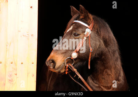 Hongre,, vieille / western tack Banque D'Images