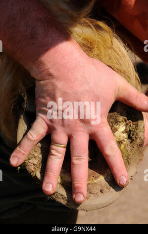 Cheval Breton, sabot, en comparaison avec la main / chevaux de trait, chevaux de trait Banque D'Images