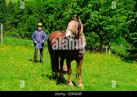 Forêt Noire / Projet de lourds chevaux de trait, chevaux de trait, tirant, arbre pignon tradtitional Banque D'Images