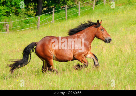 Ardennes, mare / ardennais, à fort tirage, chevaux de trait, chevaux de trait Banque D'Images