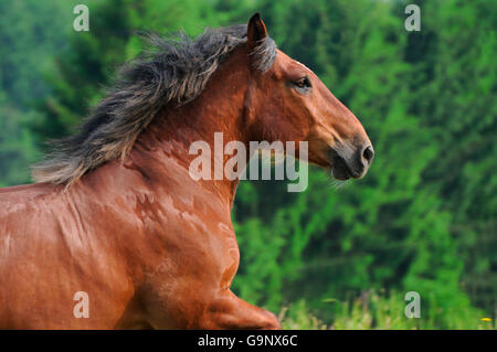 Forte traction Pfalz-Ardenner / hongre, chevaux de trait, chevaux de côté, Banque D'Images