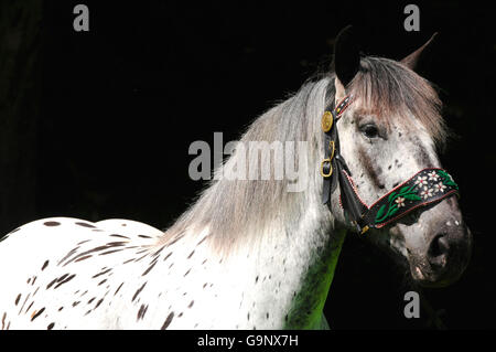 Noriker Draft Horse, mare, repéré / Draft Horse, traditionnel petit Banque D'Images