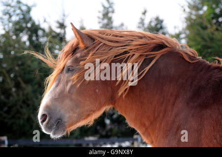 Forte traction de l'Allemagne du Sud, étalon / Draft Horse, projet de Hrose, sorrell Banque D'Images