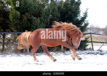 Forte traction de l'Allemagne du Sud, étalon / Draft Horse, projet de Hrose, sorrell Banque D'Images