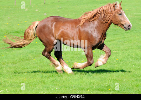 Forte traction de l'Allemagne du Sud, étalon / Draft Horse, projet de Hrose, sorrell Banque D'Images