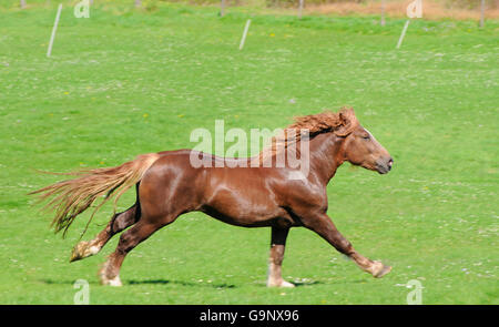 Forte traction de l'Allemagne du Sud, étalon / Draft Horse, projet de Hrose, sorrell Banque D'Images
