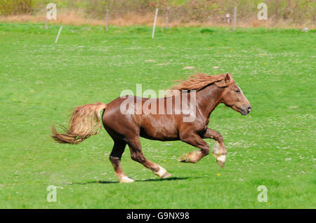 Forte traction de l'Allemagne du Sud, étalon / Draft Horse, projet de Hrose, sorrell Banque D'Images