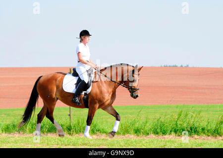 Rider sur franches Montagnes / Freiberger, dressage, chevaux de trait, chevaux de trait Banque D'Images