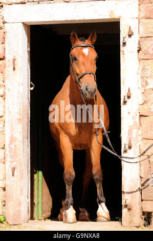 Hongre Franches-montagnes, stable, porte / cheval de trait, Freiberger, chevaux de trait Banque D'Images