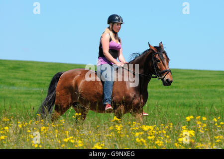 La randonnée équestre, cavalier au cheval / Poney allemand bareback, casque Banque D'Images