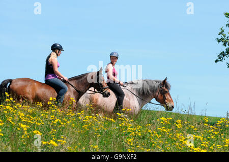 Le cavalier lourd Projet de Rhénanie et allemand / Poney Équitation randonnées, chevaux de trait, bareback, casque Banque D'Images