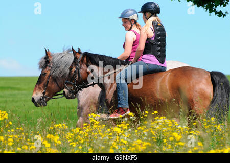 Le cavalier lourd Projet de Rhénanie et allemand / Poney Équitation randonnées, chevaux de trait, bareback, casque Banque D'Images