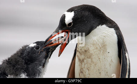 Îles Falkland.Un manchot Gentoo nourrit sa poussin à l'île de Saunders, dans les îles Falkland. Banque D'Images