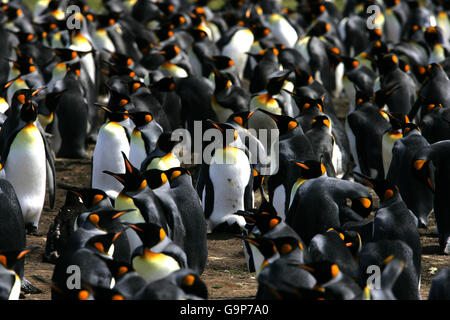 Îles Falkland. Les pingouins du roi à Volunteer point, îles Falkland. Banque D'Images