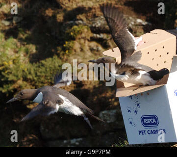 Deux guillemots sont libérés aujourd'hui dans la nature au large de la côte nord du Devon après avoir été traités par la RSPA après avoir été blessés par l'huile déversée par le MSC Napoli le 20 janvier 2007. Banque D'Images