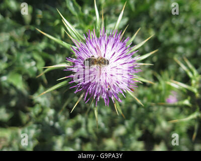 Couvert d'abeilles dans le pollen sur le chardon Marie, Silybum Marianum Banque D'Images