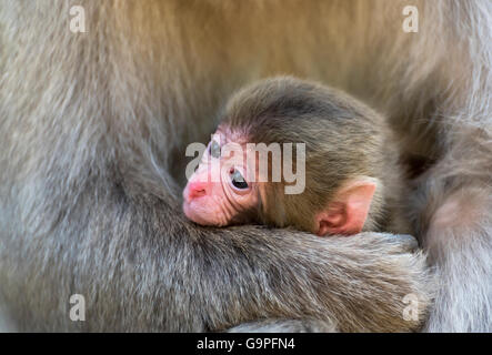 Taux de Macaque japonais (Macaca fuscata) Neige au parc du singe à Jigokudani, Yamanouchi, Japon Banque D'Images