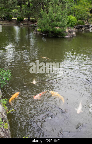 Koi de poissons dans les douves entourant le château de Himeji. Banque D'Images