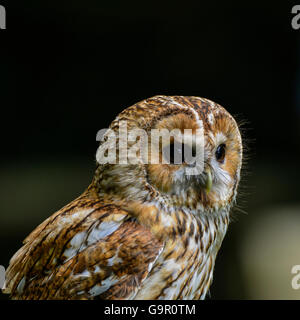 Magnifique portrait de Chouette hulotte Strix Aluco enr. Banque D'Images