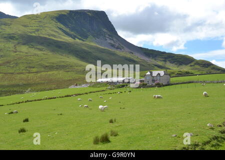 Y Garn,avec farm house en face,et les moutons de Snowdonia. Banque D'Images