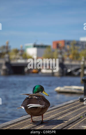 Mallard assis sur une jetée à la rivière Amstel à Amsterdam, Pays-Bas au printemps. Banque D'Images