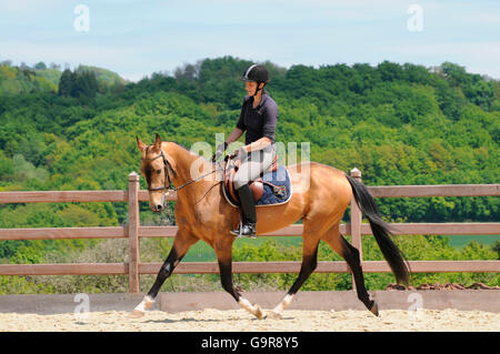 Akhal Téké, Rider avec stallion / dun côté, manège, Banque D'Images